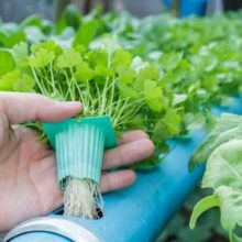 Seedling plug in hydroponics