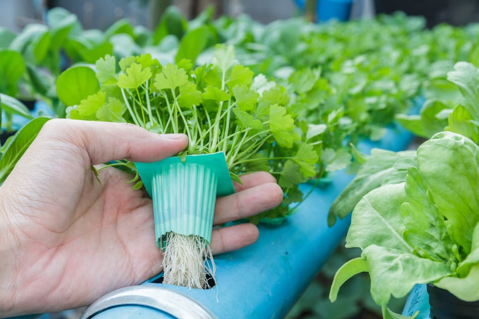 Seedling plug in hydroponics