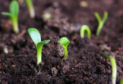 Seedlings using nutrients to emerge from soil.