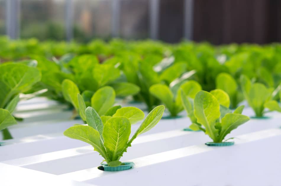 Seedlings in hydroponics