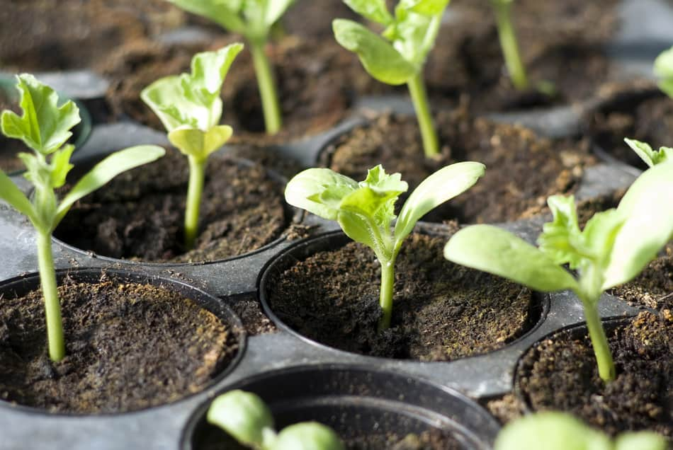 Seedlings with cotyledons and true leaves