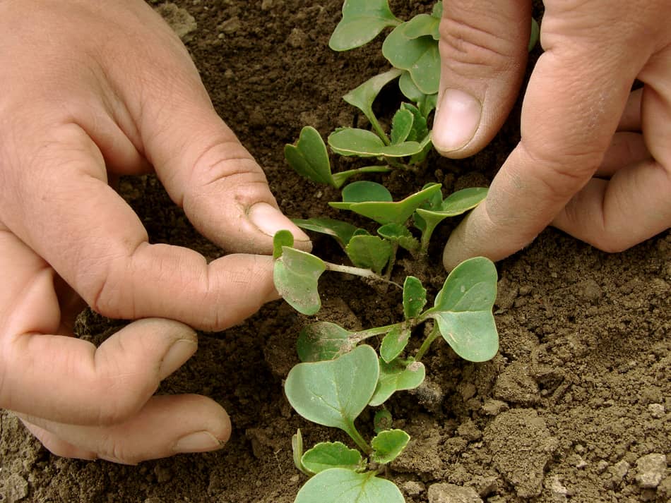 Thinning seedlings