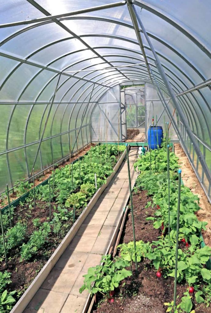 Plastic greenhouse with raised beds and seedlings in winter