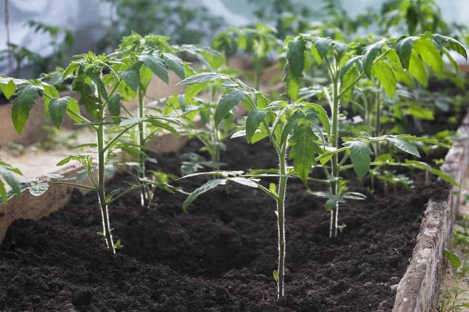Tomato seedlings in a winter greenhouse