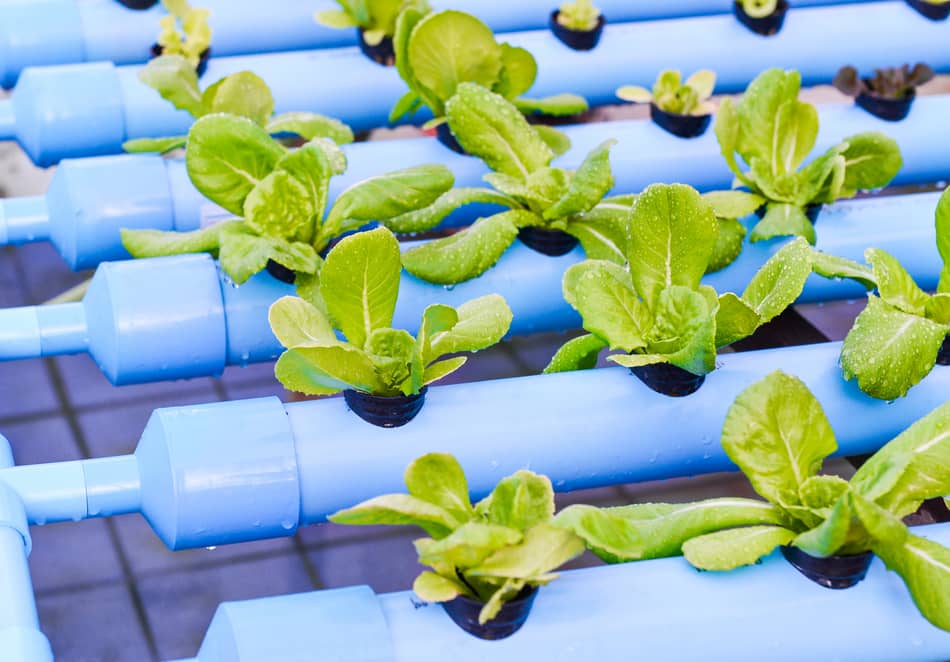 Reasons to change hydroponic solution