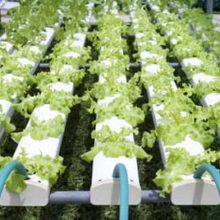 How Often Should You Change The Water In A Hydroponic System? How Often Should You Change The Water In A Hydroponic System?