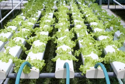 How Often Should You Change The Water In A Hydroponic System