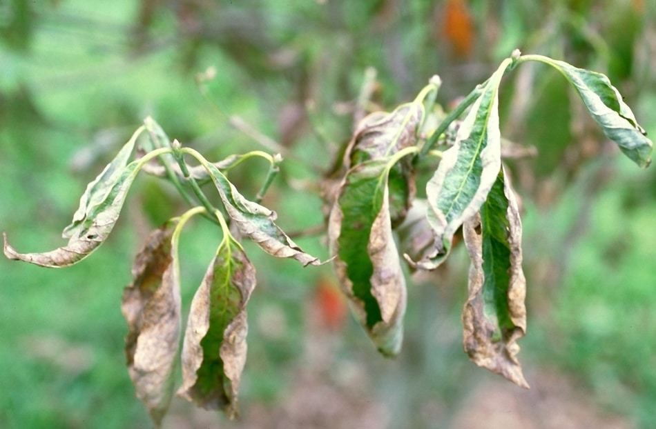 Leaf scorch -- too much sun