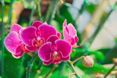 Orchids in a greenhouse