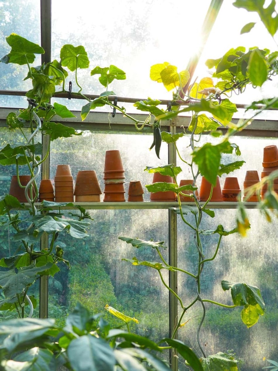 Sunny hobby greenhouse