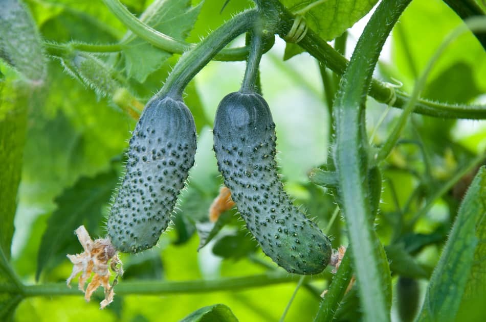 How Long Does It Take for a Cucumber to Grow?