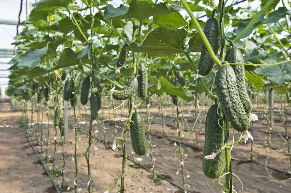 Cucumber companion plants