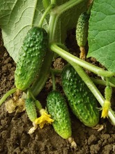 How long does it take a cucumber to grow?