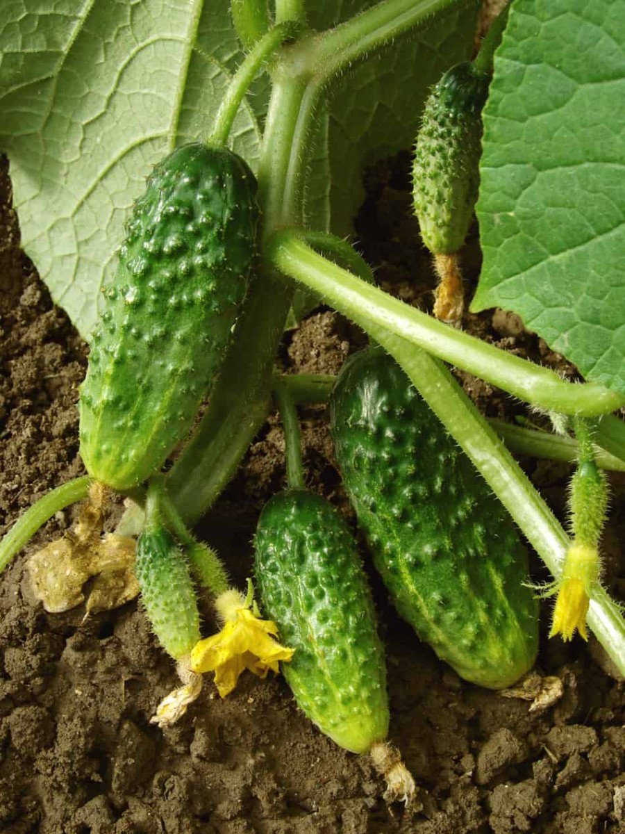 Cucumber common problems