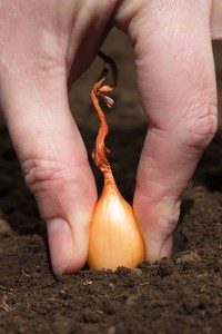 How to plant onion sets