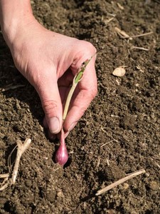 planting onion sets