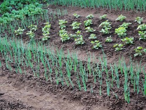 when to plant onion seeds and what you need