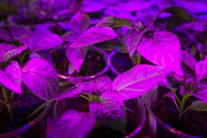 benefits of LED grow lights