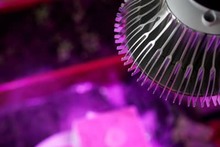 do LED grow lights work do LED grow lights work