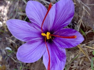 How to grow SAFFRON