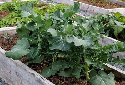 Gardening in Winter using Raised Beds in a Greenhouse