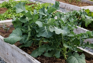 keeping a raised bed warm