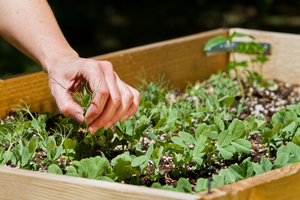 making a raised bed