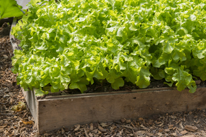 gardening in winter using raised beds in a greenhouse
