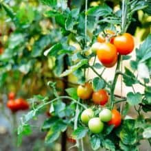 how to grow tomatoes in a greenhouse how to grow tomatoes in a greenhouse