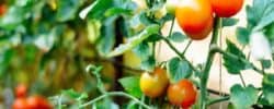 how to grow tomatoes in a greenhouse