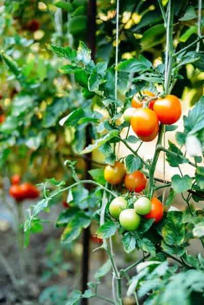 How To Grow Tomatoes In A Greenhouse