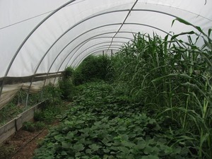 using PVC pipes for a hoop greenhouse using PVC pipes for a hoop greenhouse