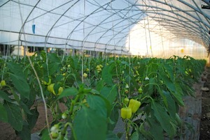 growing vegetables in a greenhouse