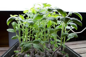 do plants grow better in sunlight or artificial light