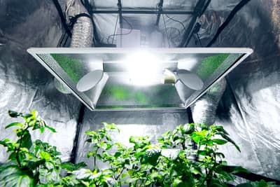 Do plants grow better in sunlight or artificial light?
