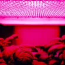 does the color of light affect plant growth does the color of light affect plant growth