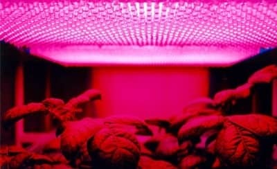 does the color of light affect plant growth