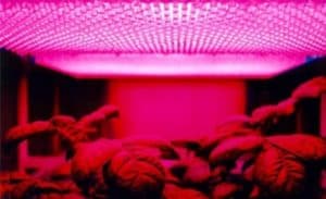 how far should grow lights be from plants how far should grow lights be from plants