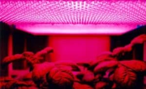 how far should grow lights be from plants