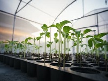 do plants grow better in water or soil