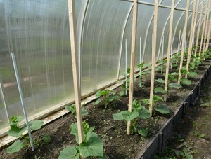 monitoring temperature in a greenhouse monitoring temperature in a greenhouse