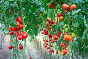 how to grow tomatoes in a greenhouse