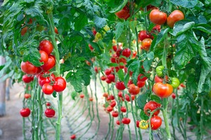 how to grow tomatoes in a greenhouse how to grow tomatoes in a greenhouse