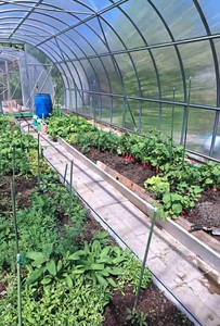 can you grow vegetables year round in a greenhouse can you grow vegetables year round in a greenhouse