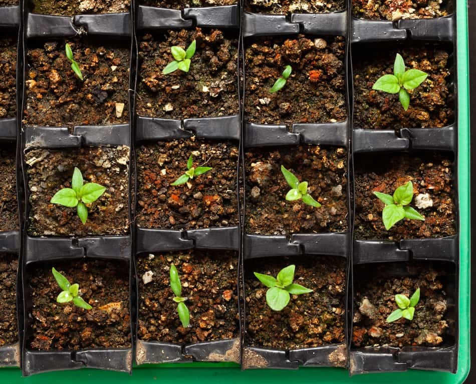 Keeping things warm and monitoring your seedlings