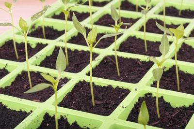 How To Make An Indoor Greenhouse For Your Apartment