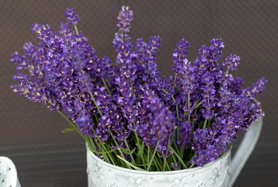 what to do with harvested lavender