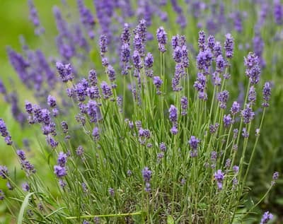 How to Grow Lavender Indoors