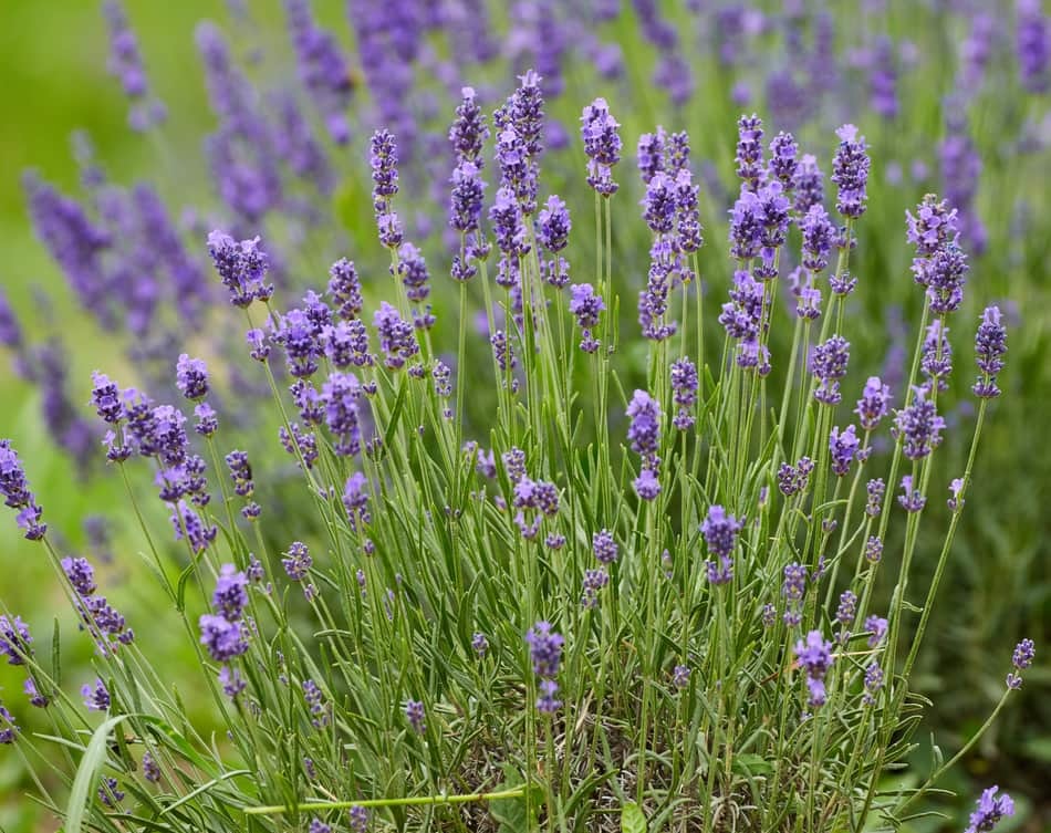 how to properly water lavender plants