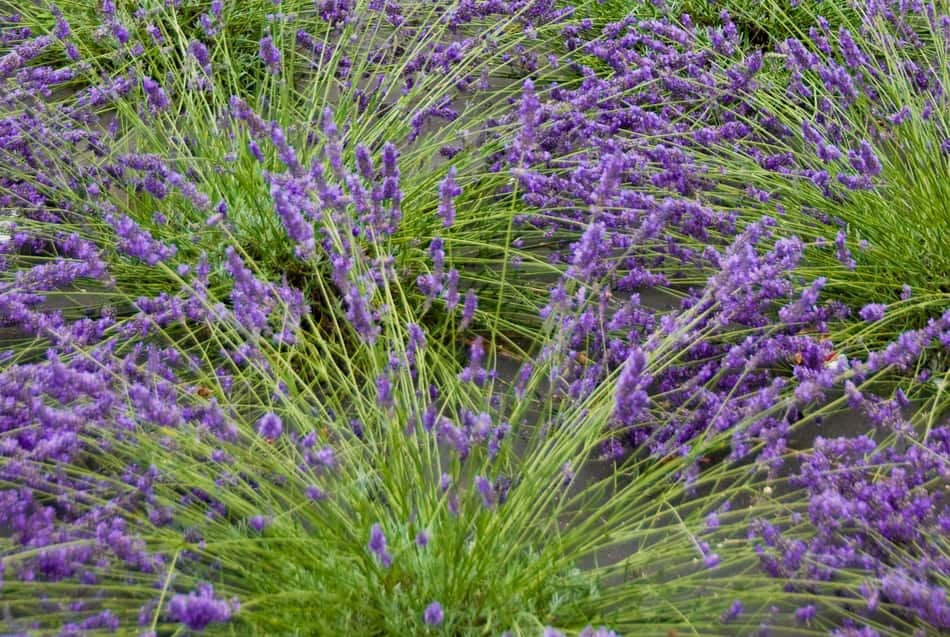 where should you plant lavender